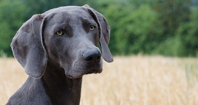 Der Weimaraner