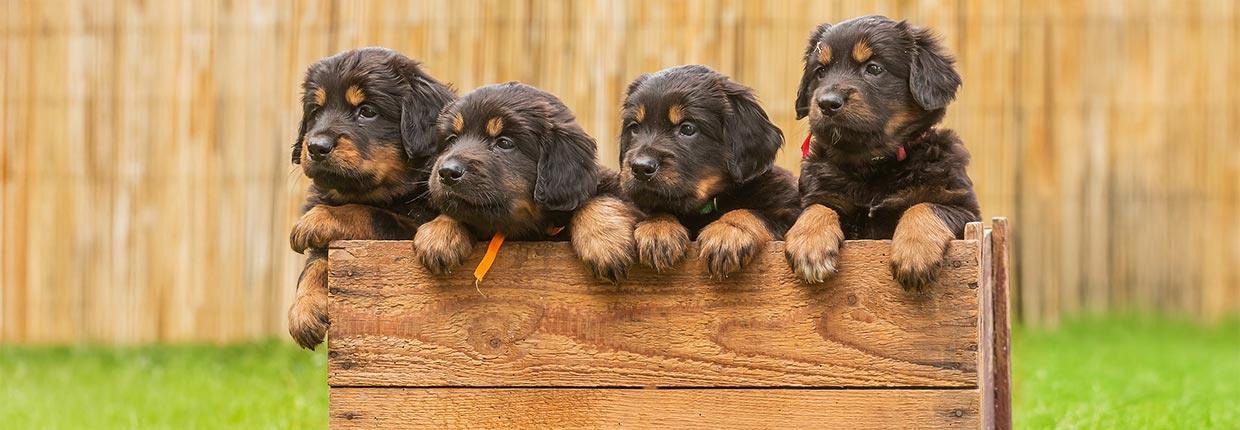 Welpen zufüttern: Von der Muttermilch zum Hundefutter