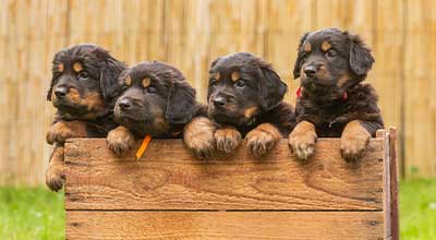 Welpen zufüttern: Von der Muttermilch zum Hundefutter