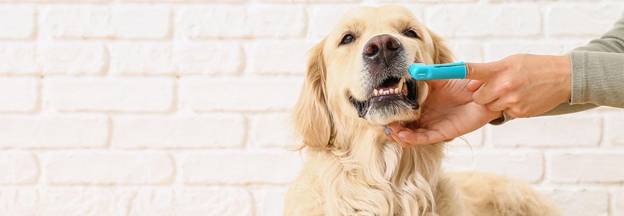 Zahnpflege beim Hund – was kann ich für die Zahngesundheit meines Vierbeiners tun?