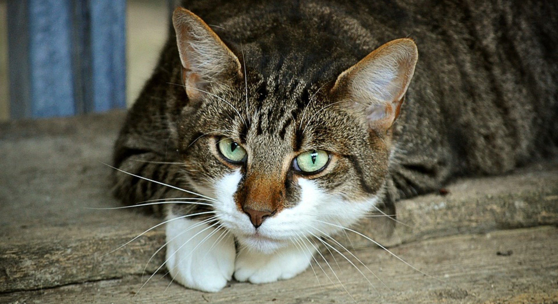 Katze Weißes Zahnfleisch