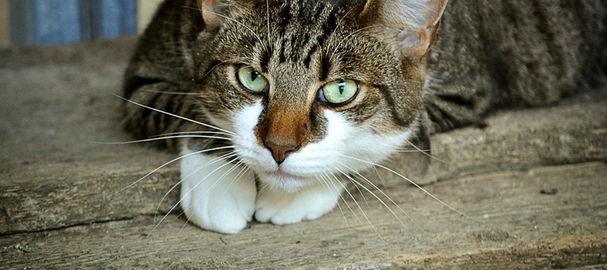Zahnwechsel bei Katzen – Was Du wissen solltest