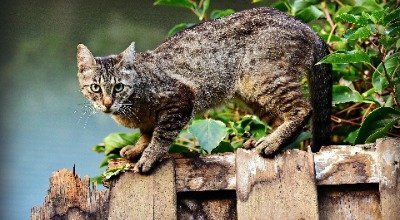 So schützt Du Deine Katze gegen Zecken
