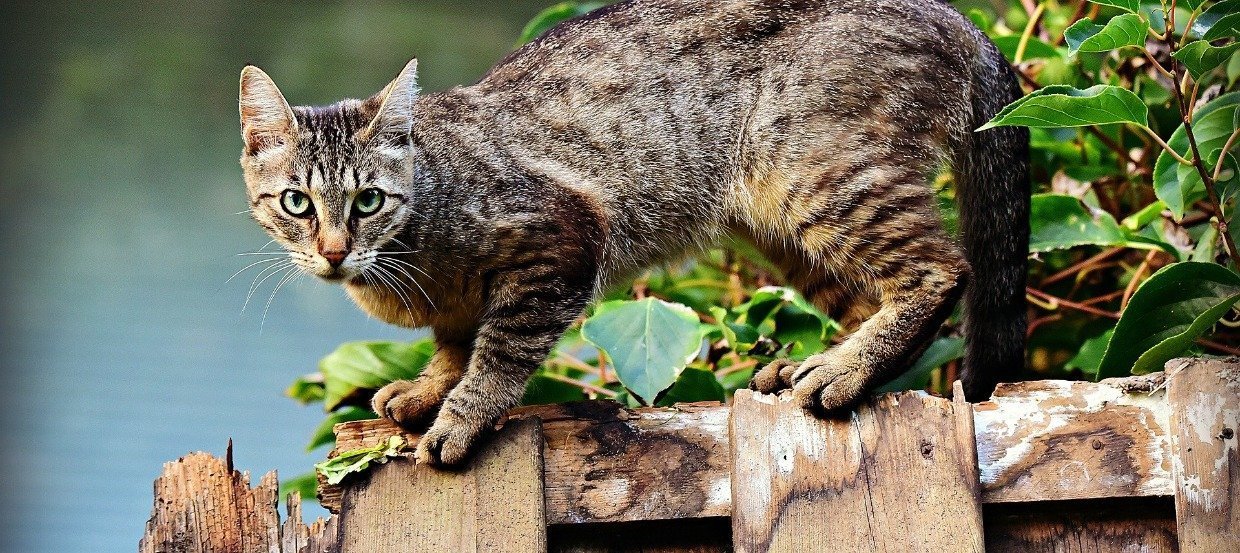 So schützt Du Deine Katze gegen Zecken