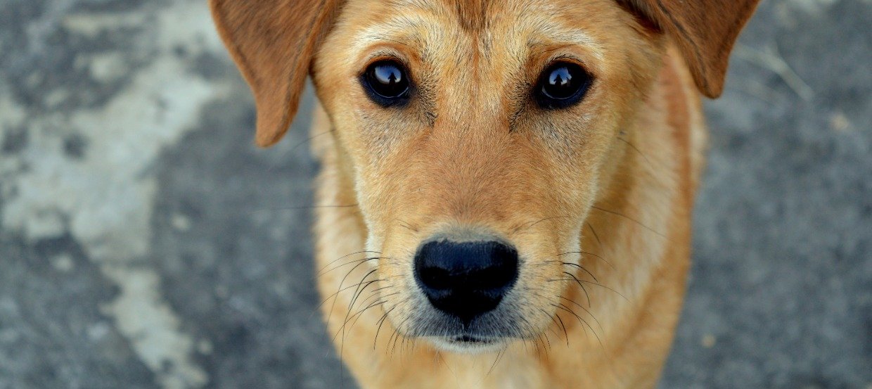 Zwingerhusten – so erkennst Du ihn und kannst Deinem Hund helfen