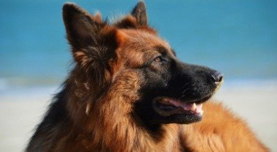 Hund abkühlen im Sommer: 17 Tipps gegen die Hitze