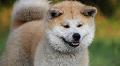 Akita Inu: Ein anmutiger Einzelgänger