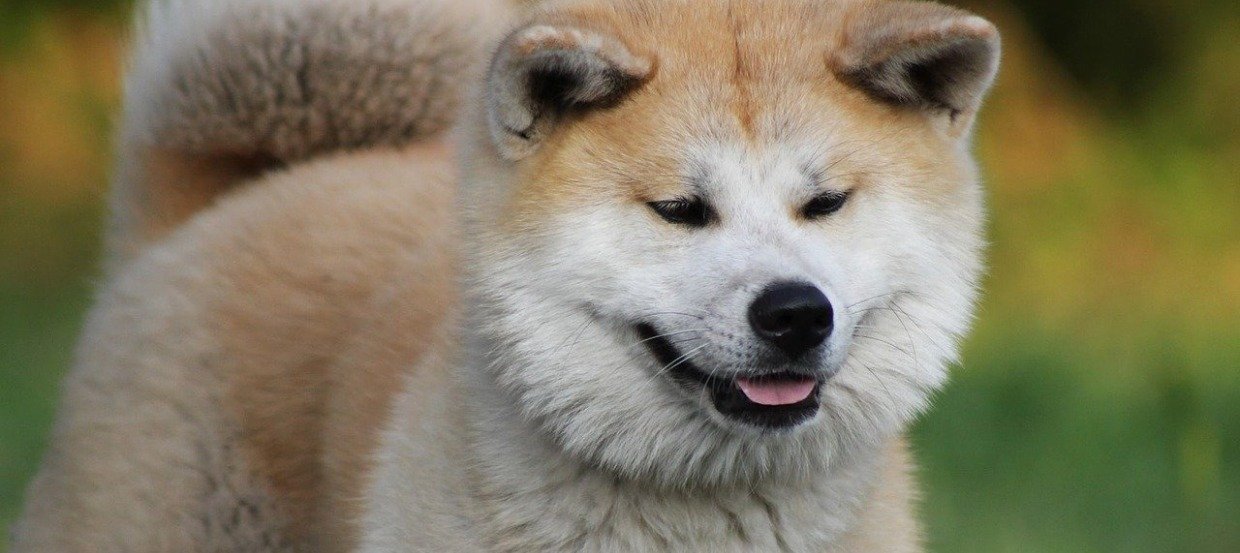 Akita Inu: Ein anmutiger Einzelgänger