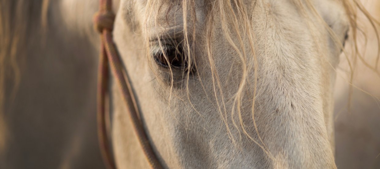 Altes Pferd Frisst Nicht Mehr