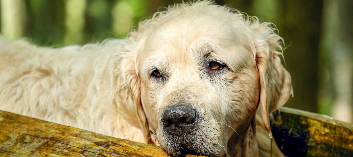 Hundefutter Für Senioren Was Sollte Das Passende Futter Bieten