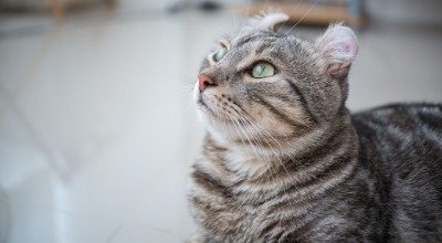 Schau mir auf die Ohren Mensch – die American Curl Katze