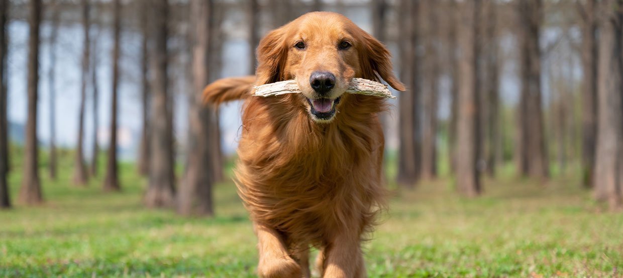 Beschäftigung für Hund und Herrchen – Hunden apportieren lernen