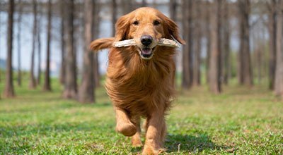 Beschäftigung für Hund und Herrchen – Hunden apportieren lernen