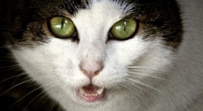 Asthma bei Katzen – wie Du es erkennst und helfen kannst