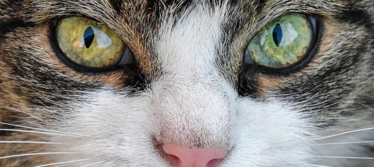 Wenn bei Deiner Katze das Auge tränt – Ursachen und Behandlung