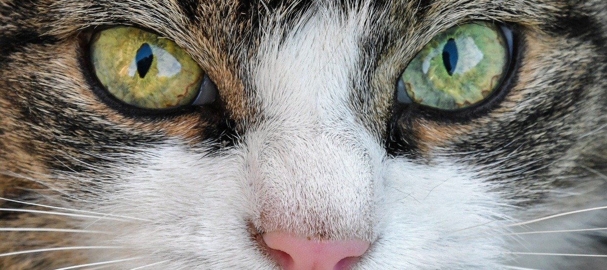 Die Augen der Katze: Was können sie sehen?