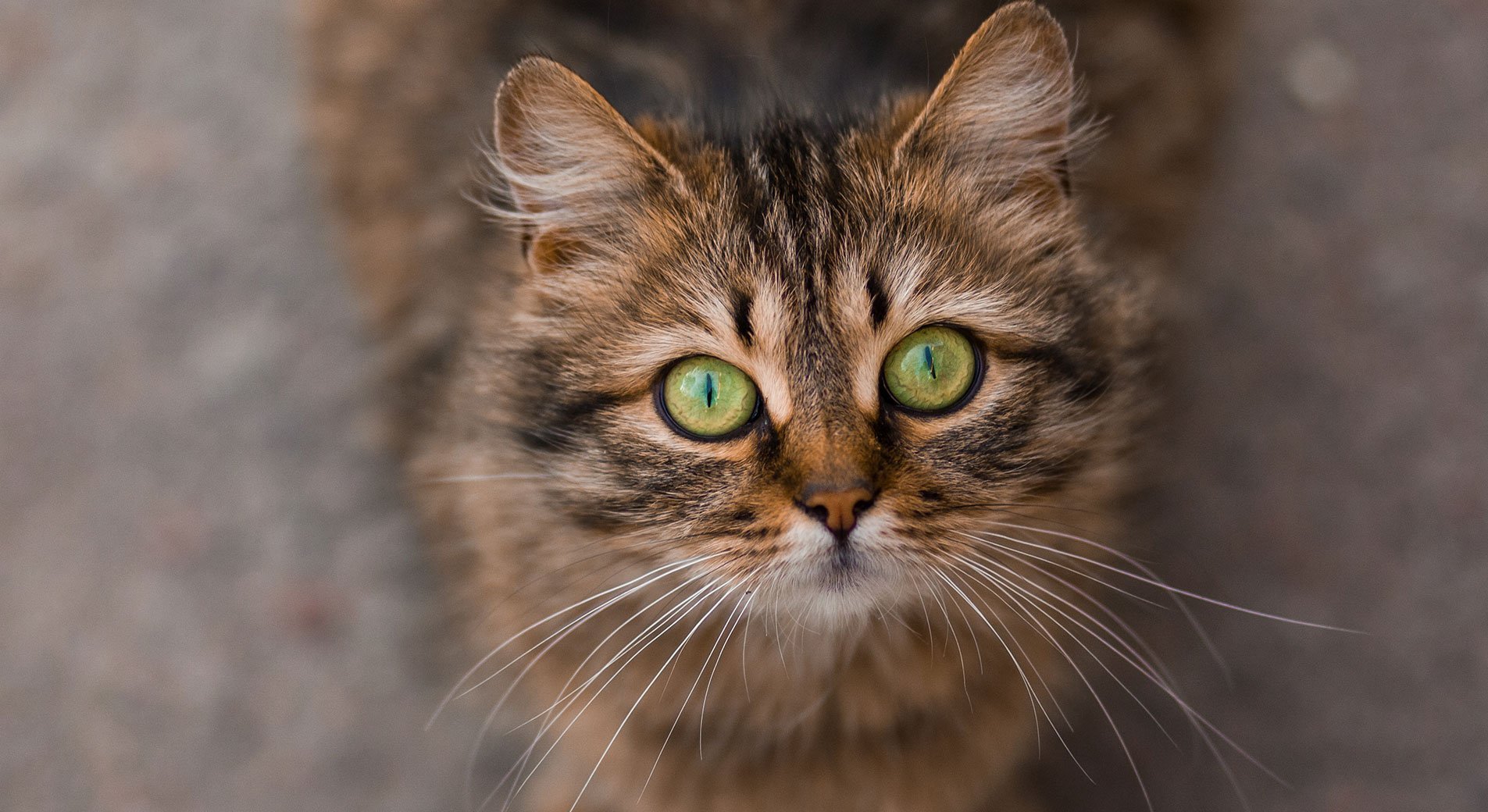 Katze Hat Gerötete Augen