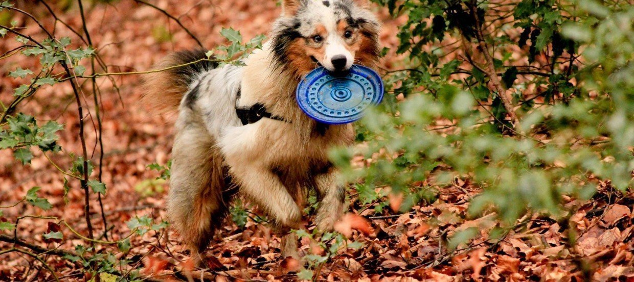 Der Australian Shepherd: Bunter Hund für Sportsfreunde