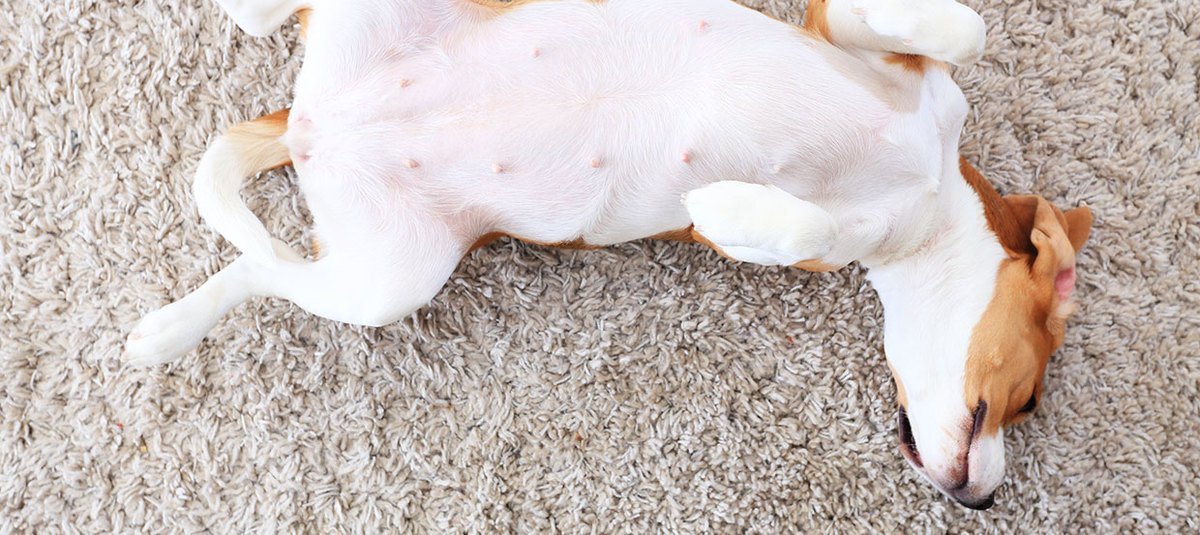 Bauchspeicheldrüsenerkrankung beim Hund: Formen, Diagnose, Behandlung und Progonose