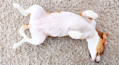 Bauchspeicheldrüsenerkrankung beim Hund: Formen, Diagnose, Behandlung und Progonose