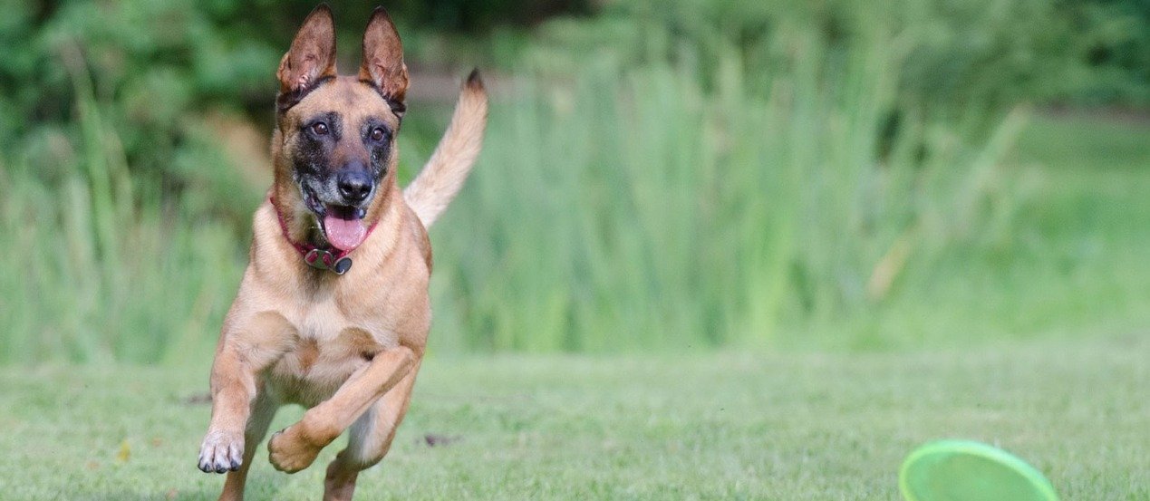 Belgischer Schäferhund: Der intelligente Workaholic