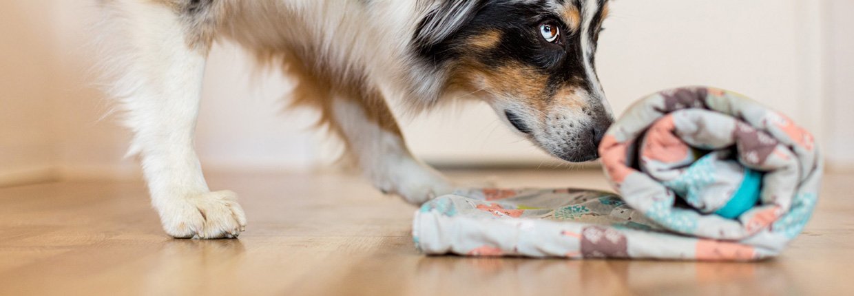 Tipps zum Thema Indoor Beschäftigung für Hunde