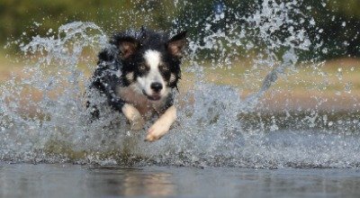 Der Border Collie: Das macht den Hütehund glücklich!