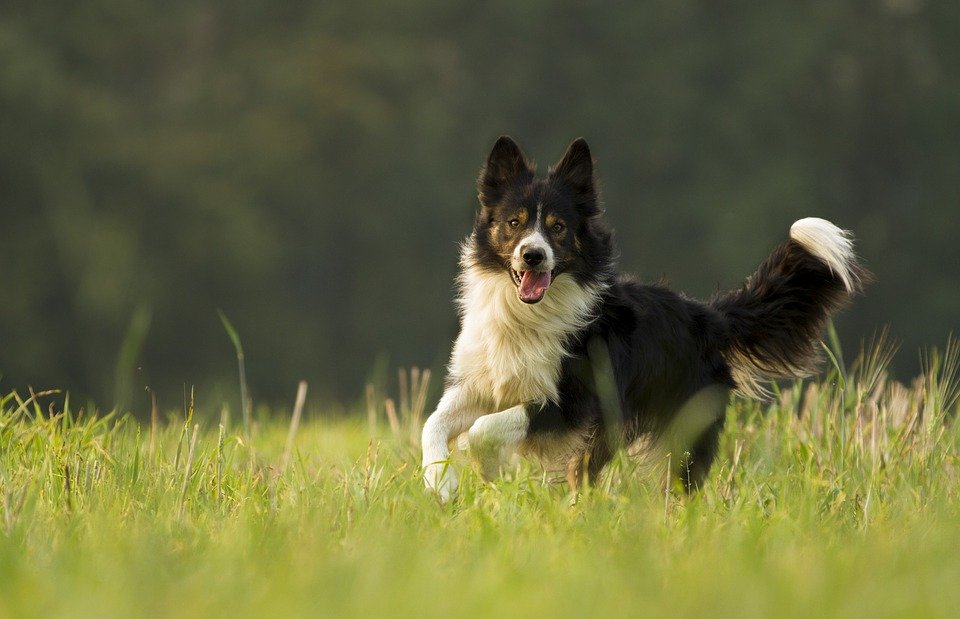 Der Border Collie