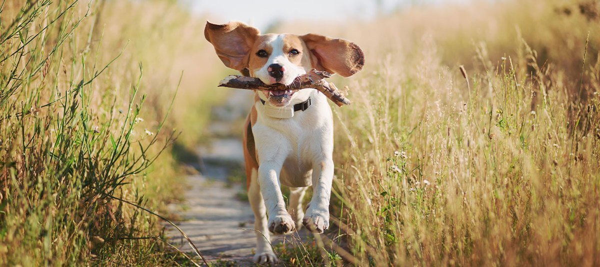 Borreliose beim Hund: Informationen über Symptome, Verlauf und Maßnahmen