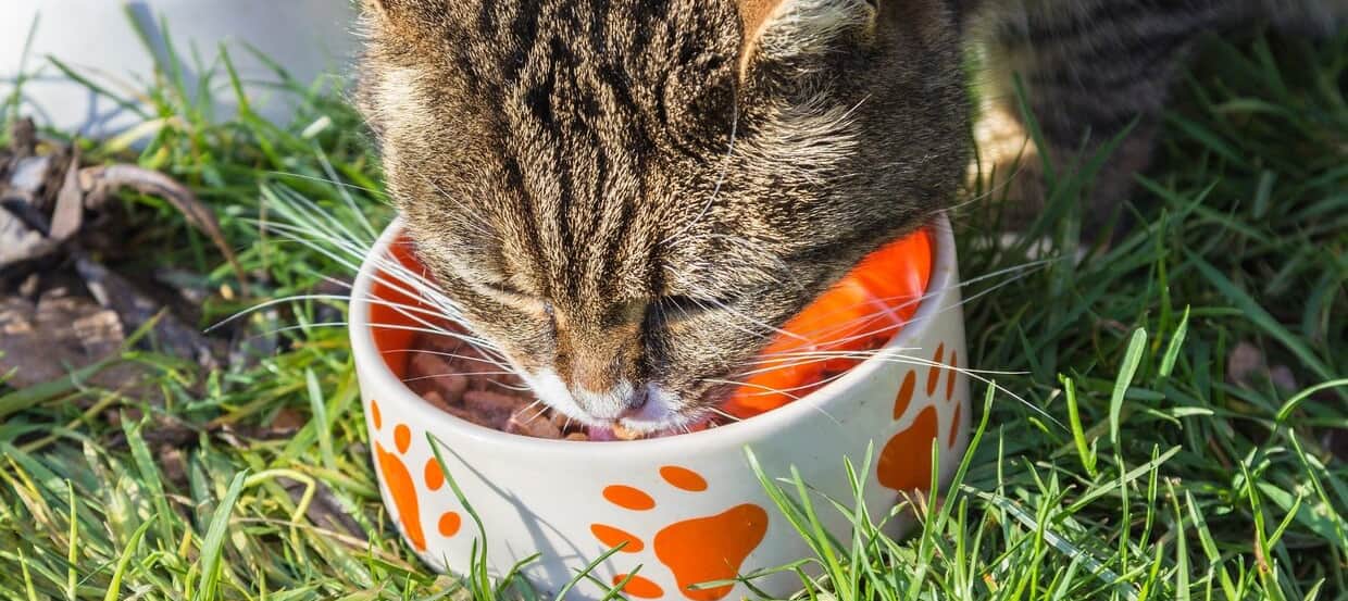 Was macht eine gute Katzenernährung aus?