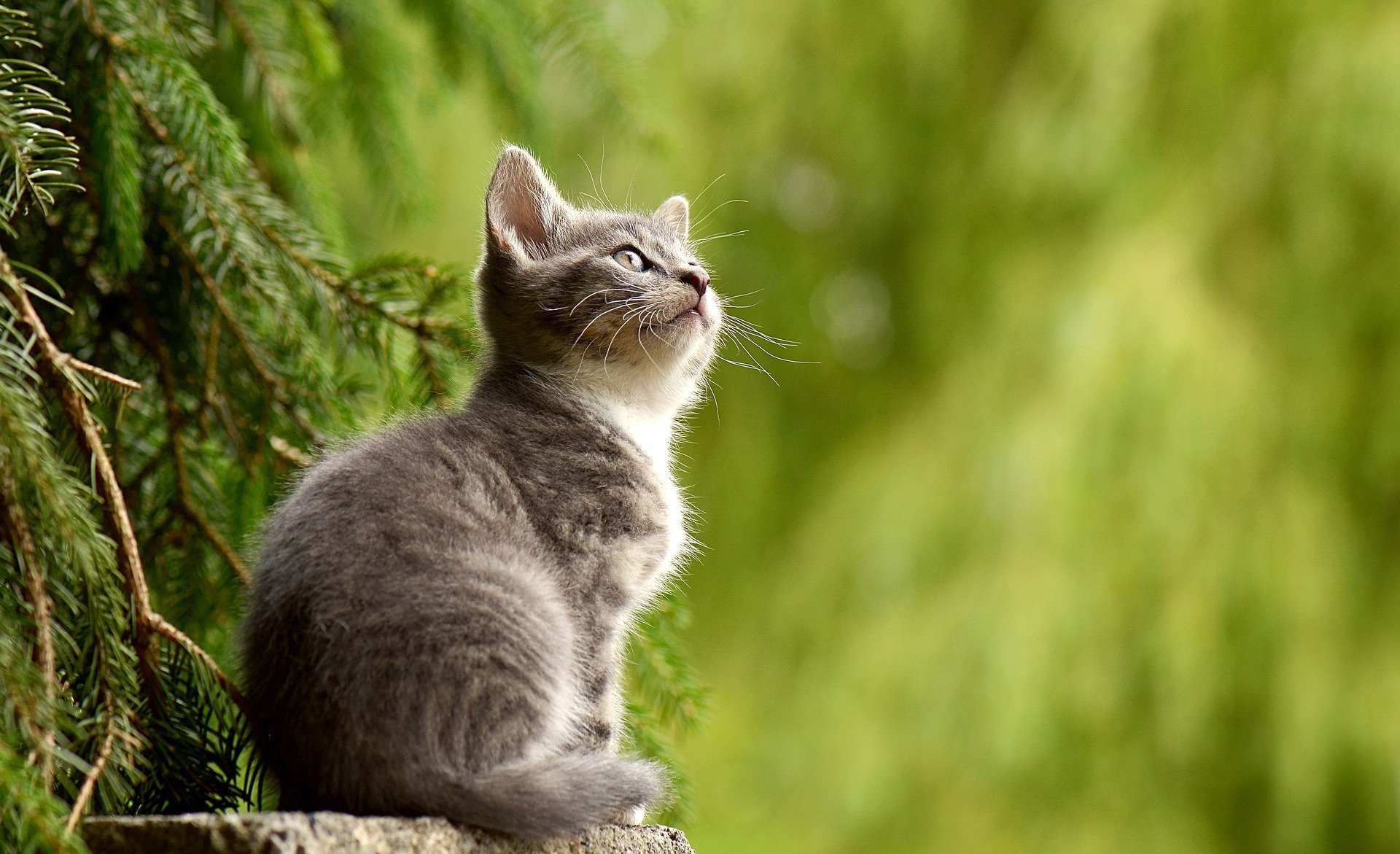 Katze Pinkelt Ins Bett über Ursachen Lösungen Informieren