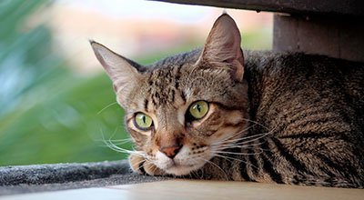 Arthrose bei Katzen erkennen & behandeln
