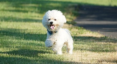 Bichon frisé - kleiner weißer Wuschel