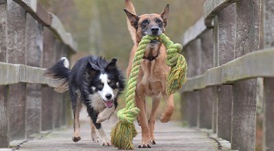 Hundespielzeug selber machen: 5 einfache Bastelanleitungen