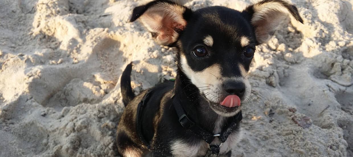 Der Chihuahua: Ausführlicher Ratgeber zur kleinsten Hunderasse der Welt