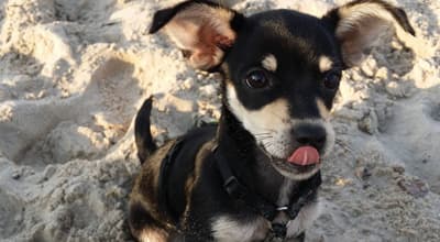 Der Chihuahua: Ausführlicher Ratgeber zur kleinsten Hunderasse der Welt