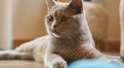 Clickertraining mit Katze: Lassen sich die kleinen Tiger erziehen?