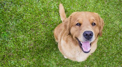 Clickertraining mit dem Hund - Aufbau, Tricks & Tipps