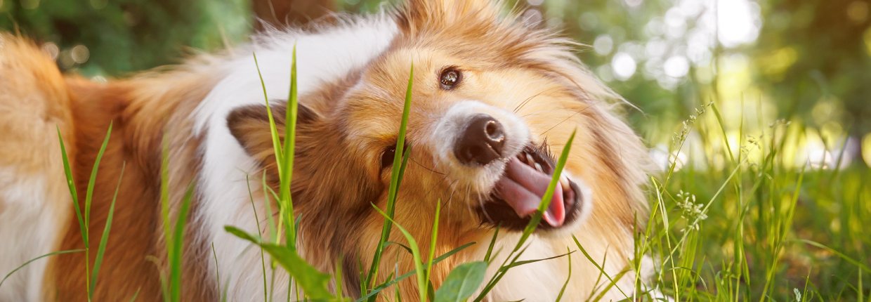 5 Mythen über Hundekot – wir räumen auf!