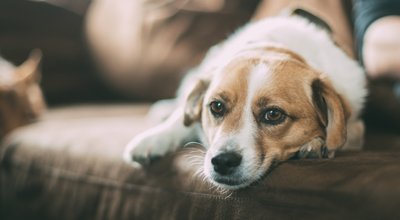 Das Cushing-Syndrom beim Hund: Wichtige Infos über die hormonelle Hundekrankheit Morbus Cushing
