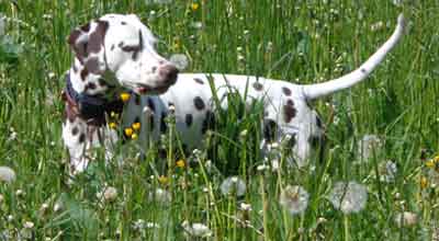 Durchfall beim Hund - was tun?