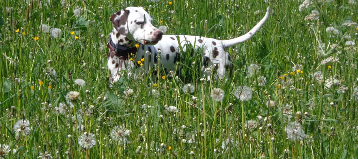 Durchfall beim Hund - was tun?