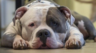 Depressionen bei Hunden – Symptome, Auslöser und Behandlungswege
