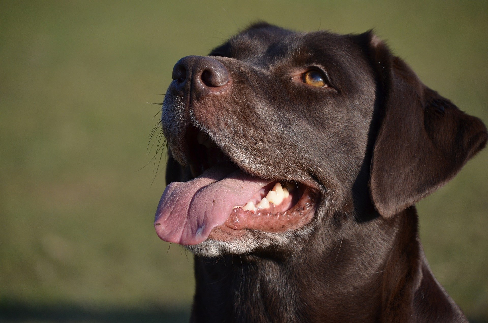 Schokolade Oder Rosinen Was Ist Giftig Für Hunde