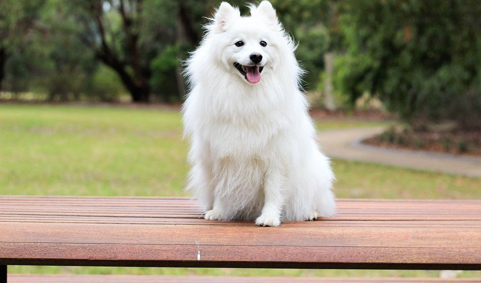 Morbus Cushing beim Hund die wichtigsten Infos und Tipps