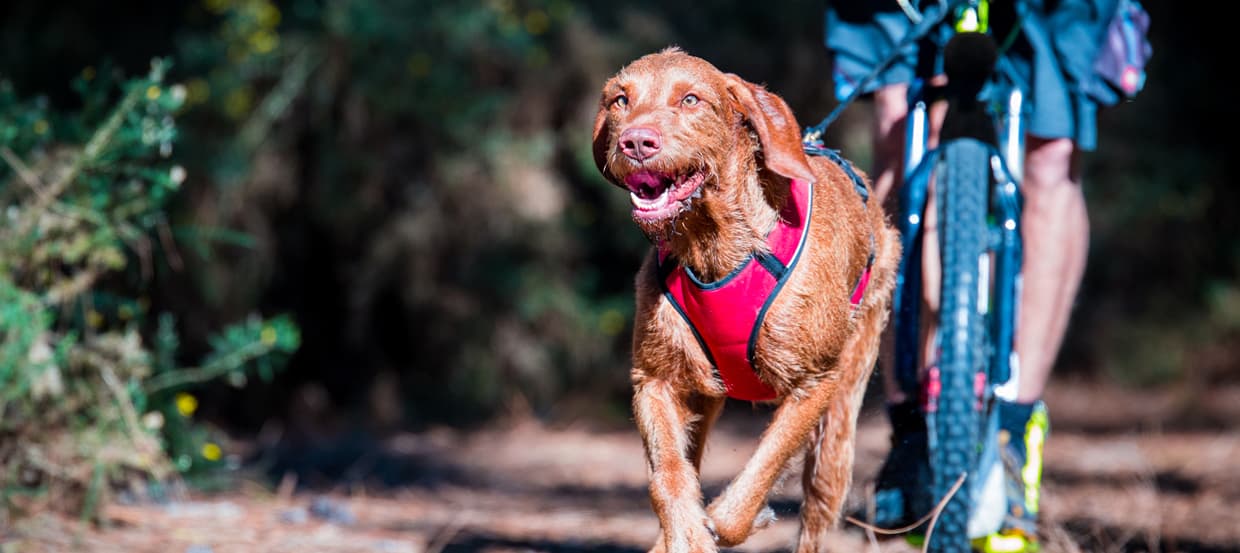 Dogscooting – ein beliebter Hundesport für Aktive