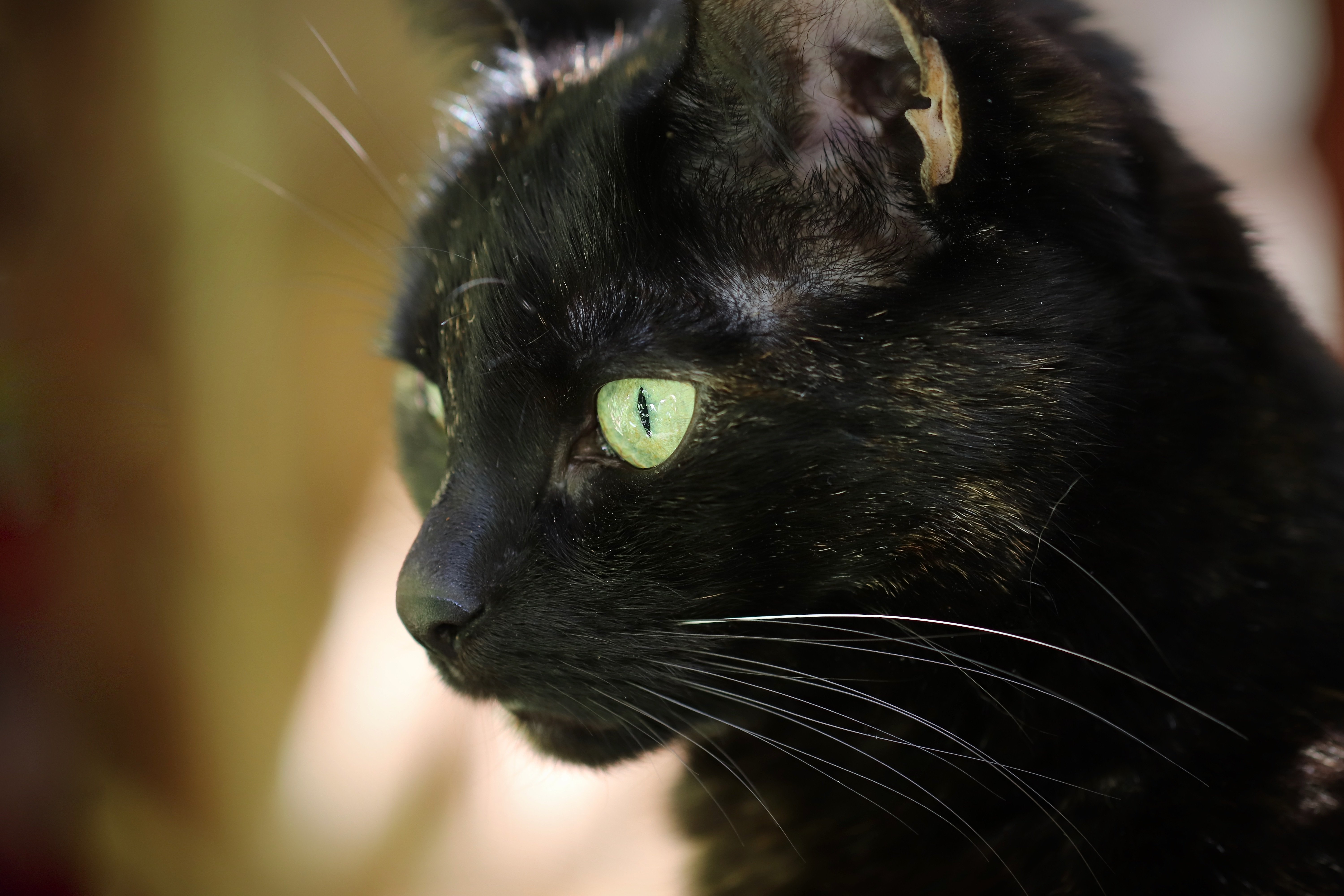 Katze Niest Und Schluckt Komisch