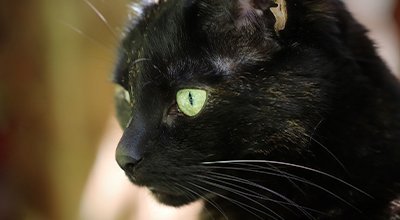 Deine Katze niest oft: Ist das harmlos oder eine Erkrankung? 