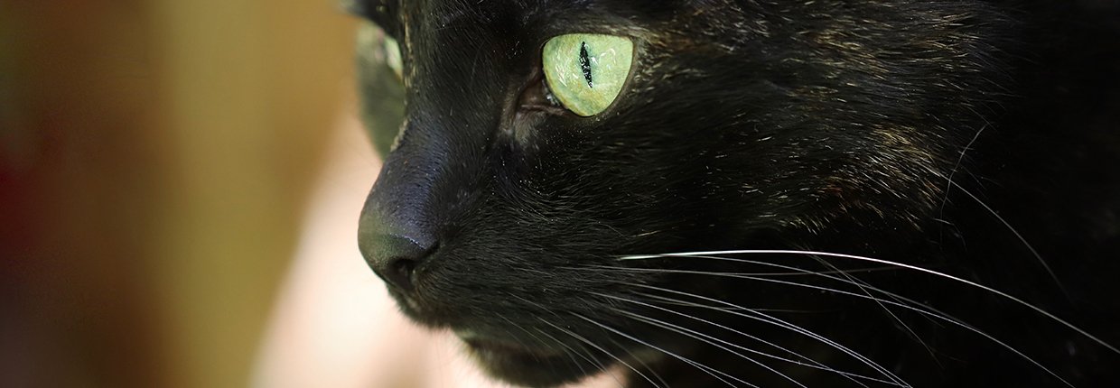 Ihre Katze niest oft: Ist das harmlos oder eine Erkrankung? 