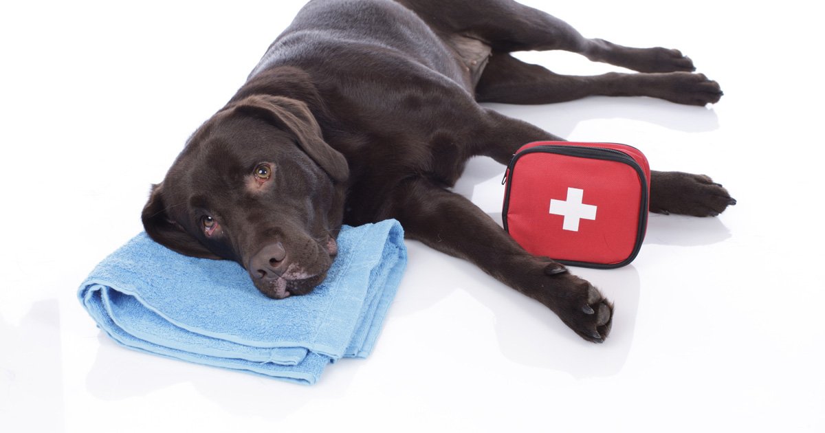 Erste Hilfe beim Hund Notlagen erkennen & richtig handeln